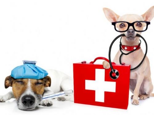 7歲過後毛孩心臟病機率提升 把握「3重點」每半年健檢護健康