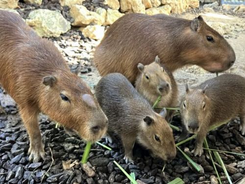 壽山動物園迎來可愛新成員：水豚三胞胎與迷你驢寶寶的歡樂見面會