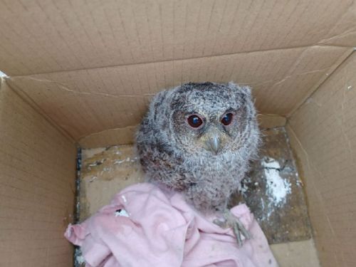 春季鳥類繁殖季，動保處提醒民眾正確處理遇見的雛鳥和幼鳥