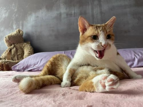 如何照顧愛滋貓？3招技巧讓牠們也能快樂生活