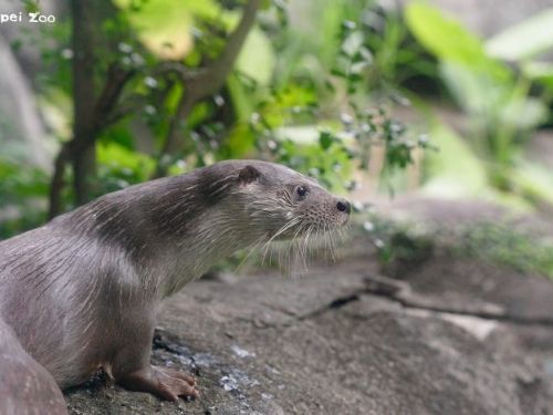 水獺相伴、守護多樣生態！金門與臺北攜手歡慶522國際生物多樣性日與528世界水獺日