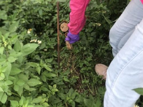 禁止捕獸鋏！發現5支獸鋏，立即通報動保專線1959