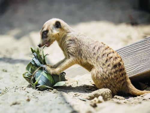 端午粽香滿動物園！壽山動物園創意動物粽吃播萌翻登場