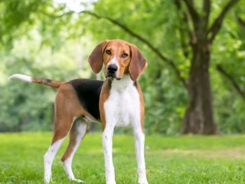 狗狗怎麼都不理我了？小心寵物也會憂鬱症上身！