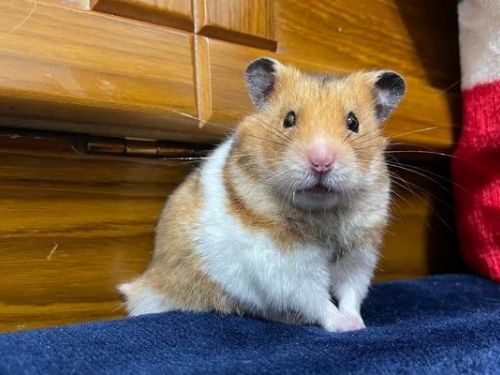 吃菜太貪心！鼠寶尷尬嗆到「整張臉縮起」