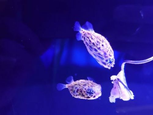 潮境智能海洋館見證臺灣首次人工環境，成功繁殖六斑二齒魨稚仔