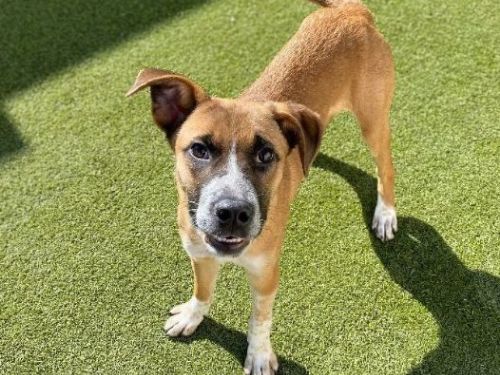 臺南市開心狗狗樂園即將啟用！