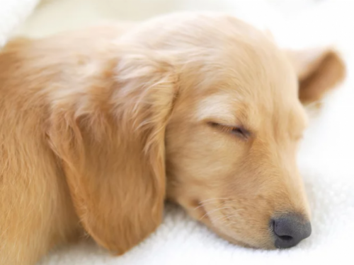 動物醫院為即將安樂死的狗狗提供的特別禮遇：「終末關懷中的最後一餐」