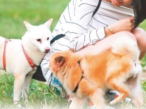 夏天來了熱爆！嚴防寵物酷暑下易得的3大疾病