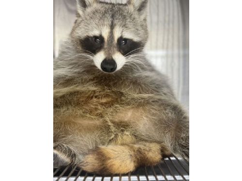 新北市民誤認狐狸，竟發現鞋櫃裡藏的是浣熊！動保員成功解救