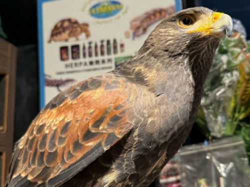 2024台北寵物博覽會：萬眾期待的毛小孩盛事！