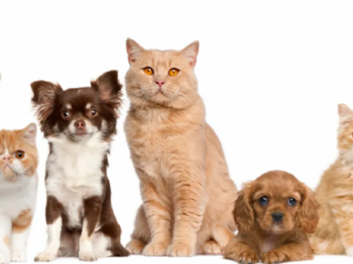 新竹縣宣佈2024年犬貓絕育補助計畫，目標補助400隻寵物