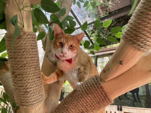 猴硐貓公所：為每隻貓找一個家