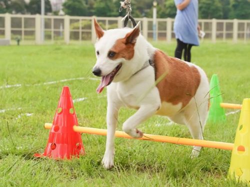 毛孩夏日派對：2024台北水舞嘉年華帶來歡樂與健康
