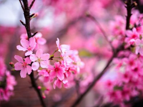 櫻花綻放，稻江護家校園增添浪漫學習氛圍
