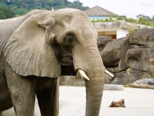 臺北市立動物園非洲象「美代」辭世，感謝陪伴42載，永存我們心中珍貴回憶