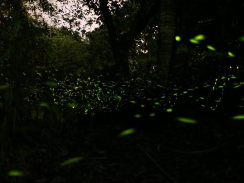 2024池南–璀璨螢星，引頸期盼，回歸登場！