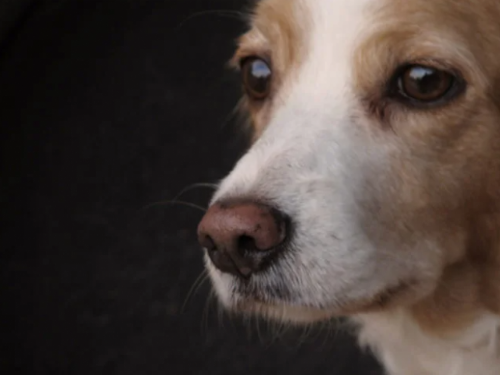 狗鼻子濕的是為什麼呢？