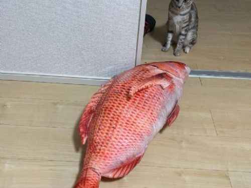 每天早上被貓吵醒「陪玩鯛魚」 爸怒買一物…牠尷尬不說話了