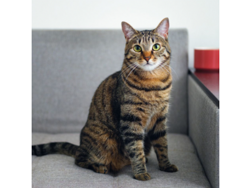 喵星人亂尿尿 下面列出常見原因