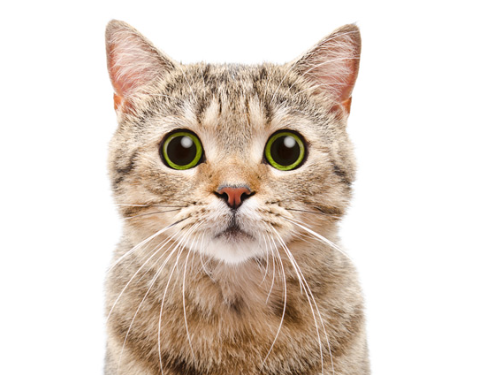 【貓咪冷知識】解析五種貓咪奇怪行為