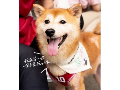 愛的拯救：新北市動保處的暖心行動