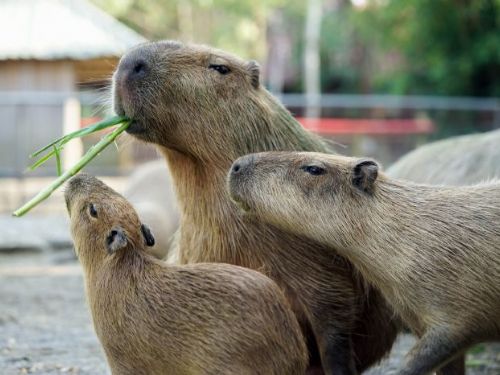 頑皮世界吉祥物水豚和藪貓歡慶春日！