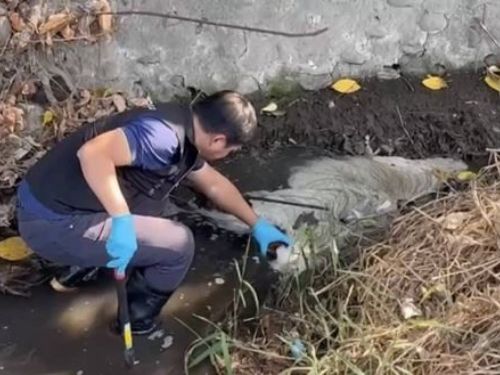 屏縣環保再揪！萬丹大排支流染紅 揭露食品廠污染問題