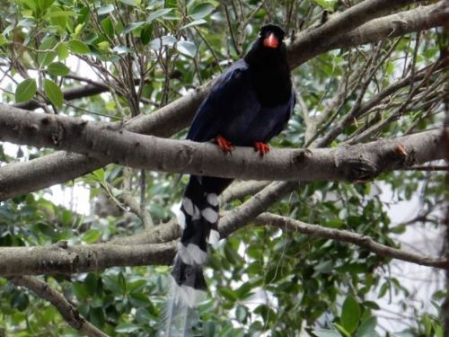注意：臺北市動物保護處提醒您，現在是台灣藍鵲的繁殖季節！