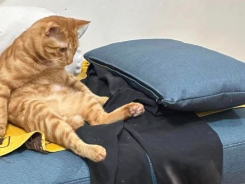 從2個月大認養...小橘貓變「阿伯坐姿」　媽驚：帶了一個大叔回家