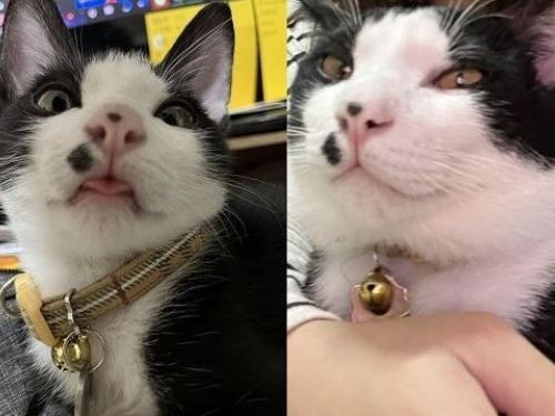 「家裡的貓太黏怎麼辦」媽上網求解 獲最強解答「把自己關起來」