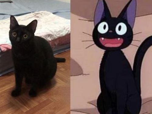 娘家菜園撿到「極品小黑貓」養一年撞臉《魔女宅急便》吉吉萌翻