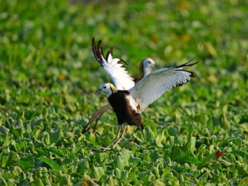 屏東縣政府添新顏，海豐濕地再度開放