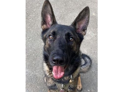 溫柔米克斯燦笑讓小孩摸　家長見狀急阻止「那種狗很兇」飼主無奈