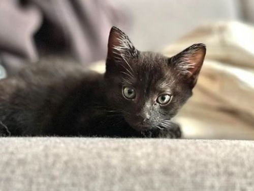 以為撿到普通黑貓  飼主見超稀有「招財特徵」嗨翻：該去買樂透了