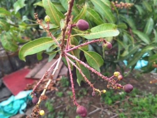 屏東縣政府呼籲農民迅速向公所反映芒果病蟲害