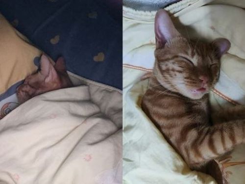 橘貓生理時鐘超準時「每天朝3晚10」催睡覺 嬤嘆：不能有夜生活