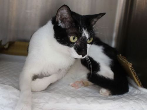 新莊浪貓：奇蹟的救援與幸福歸宿