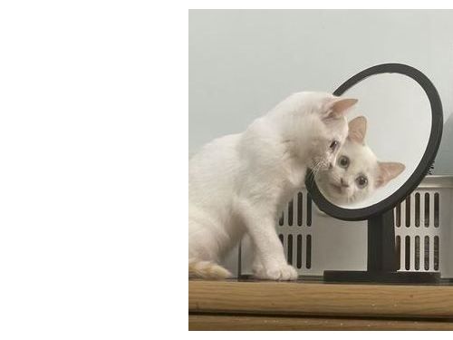 尖石鄉撿到髒浪貓  她帶回家慢慢清變「仙氣小雪球」樂壞：好幸運