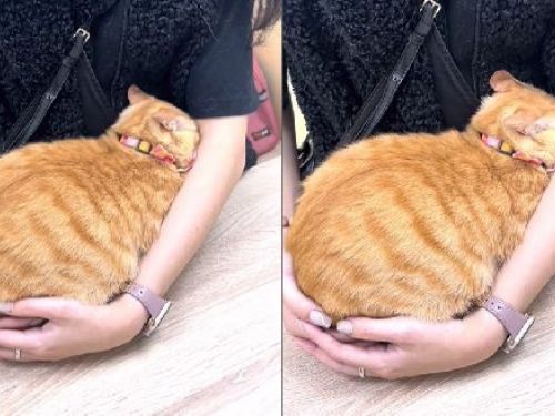 橘貓進診間秒變「俗辣」　全身縮成球窩進媽懷裡：我不想看醫生