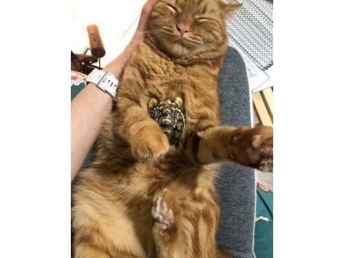 豹龜剛搬新家！被迫裝「超巨貓眼監視器」0距離逼視笑翻粉絲