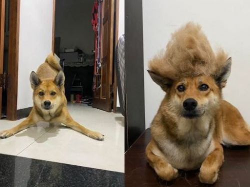 米克斯養7年「毛色體型全變了」飼主見同款特徵笑翻：騙不了人