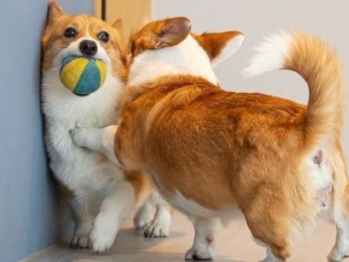 兩柯基上演「討債」喜劇　姊姊對咬球弟弟踢腳：交保護費喔