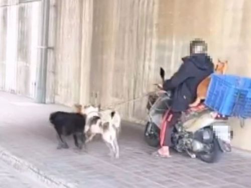 動保處禁止汽機車牽引寵物，騎士牽引多隻狗遭處罰