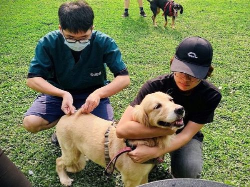 臺北市限量免費狂犬病疫苗注射及寵物登記服務，快帶毛孩來參加！