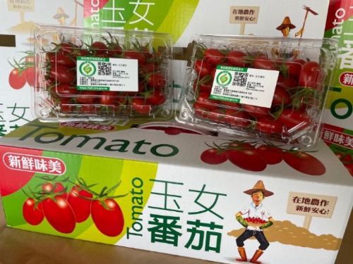 用心栽培，讓消費者更安心──張智源的玉女小番茄與產銷履歷認證
