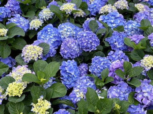 春天來臨，繡球花季盛開，帶來浪漫與美麗的花海