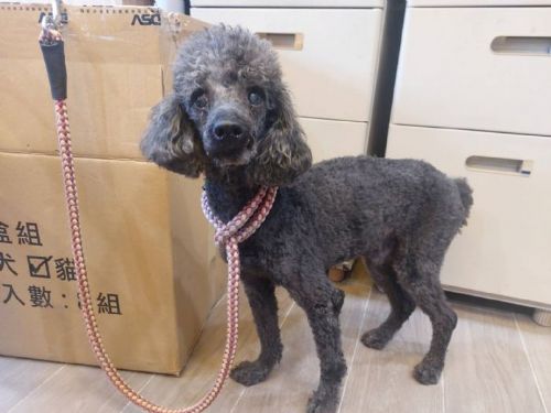 溫暖的重生：中和動物之家拯救老貴賓犬「DUKE」的故事