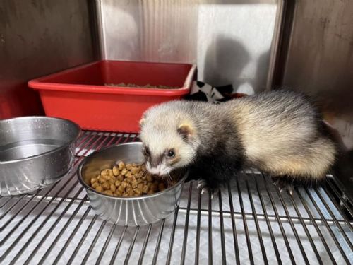 國際雪貂日特別活動，新北市動保處推出12場特殊寵物照護面對面課程