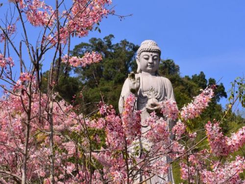 六龜賞花祈福之旅：春日花海與宗教聖地雙重魅力